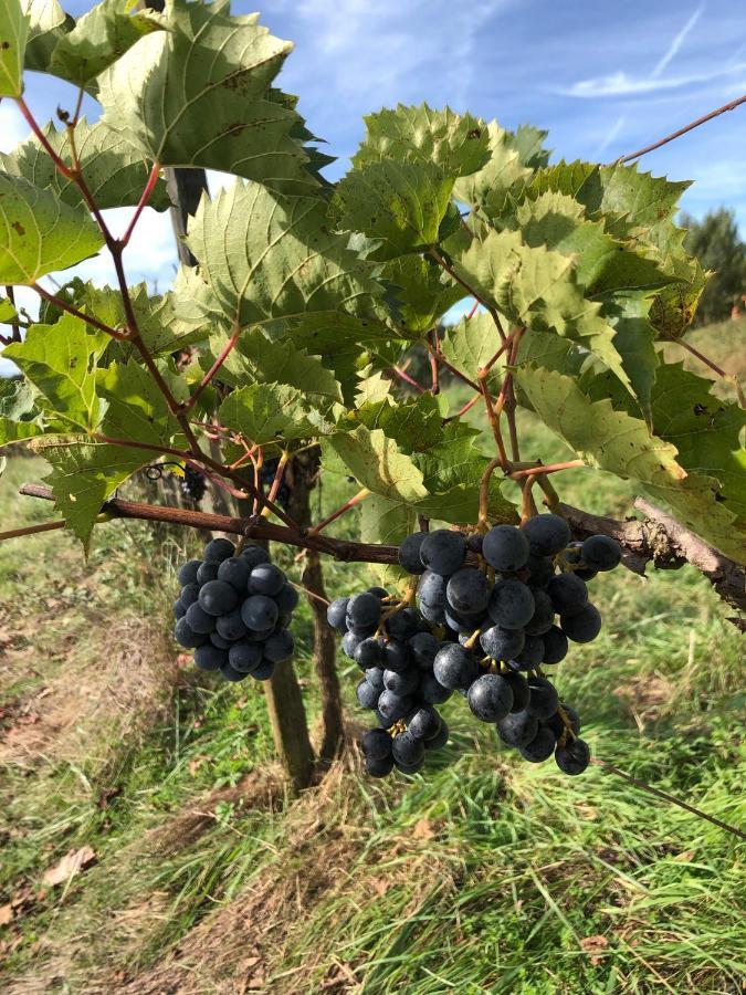 Gite Les Vignes De Pich Apartment Martisserre Exterior photo